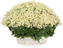 Цветочная композиция из Ромашки в корзине #REPLACE_PRED# Глухово
